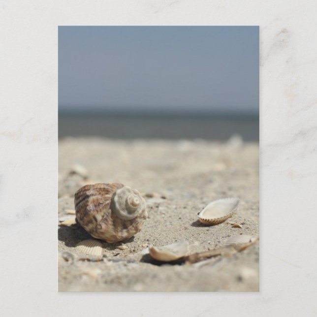 Seashells On Sand By The Sea Postcard (Front)
