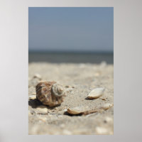 Seashells On Sand By The Sea