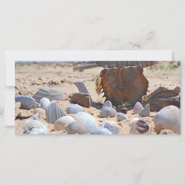 Seashells on the Beach by Shirley Taylor (Front)