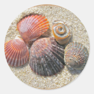Seashells on the Beach Coordinating Items Classic Round Sticker