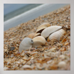 Seashells on the beach fine art photograph print