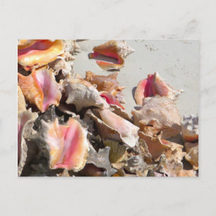 Seashells on the Beach   Turks and Caicos Photo Postcard