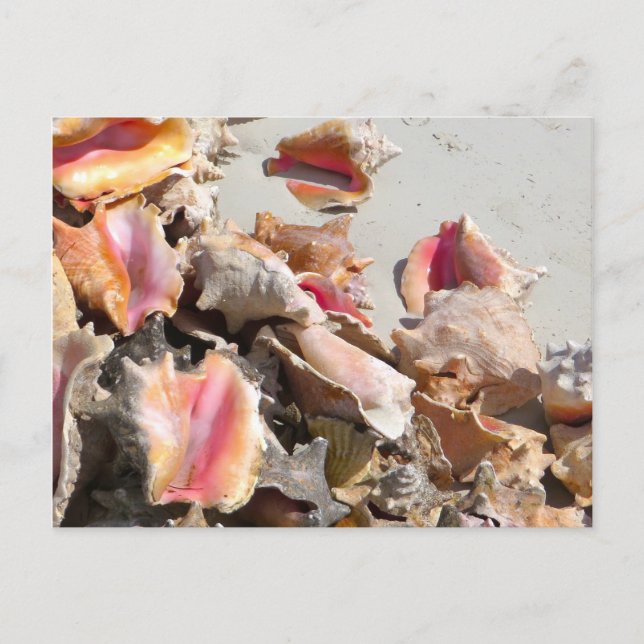 Seashells on the Beach | Turks and Caicos Photo Postcard (Front)