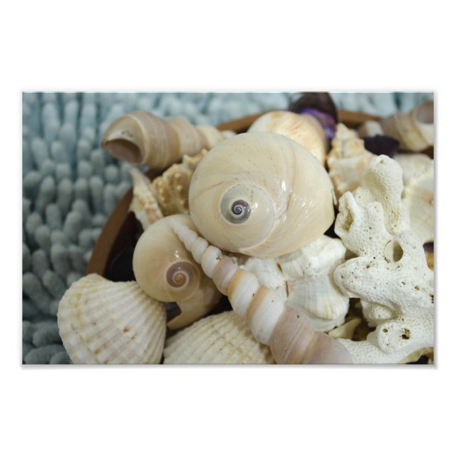 Seashells ! photo print (Front)