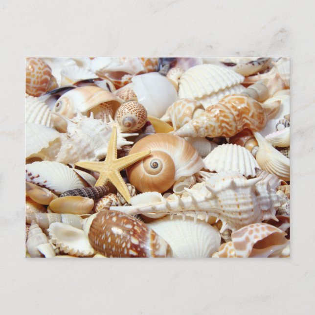 Seashells Postcard (Front)