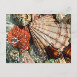 Seashells Postcard