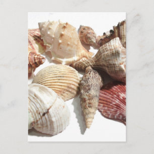 Seashells postcard