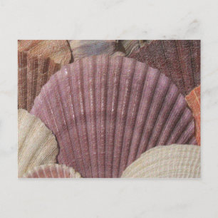 Seashells Postcard