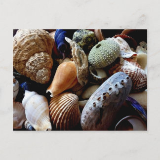 Seashells Postcard