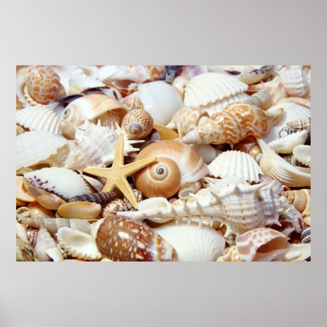 Seashells Poster (Front)