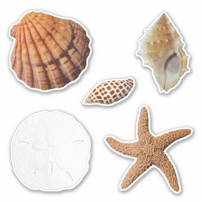 Seashells Starfish Sand Dollar Junonia Lions Paw (Front)