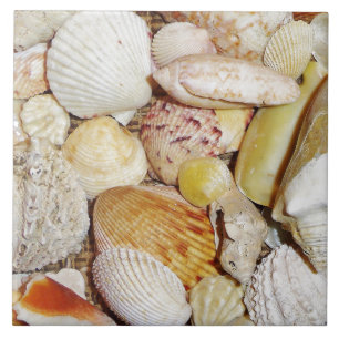 Seashells Tile