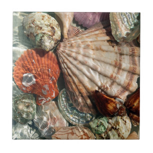 Seashells Tile