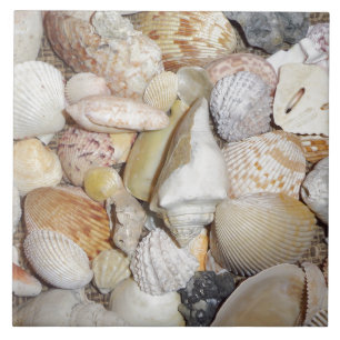Seashells Tile