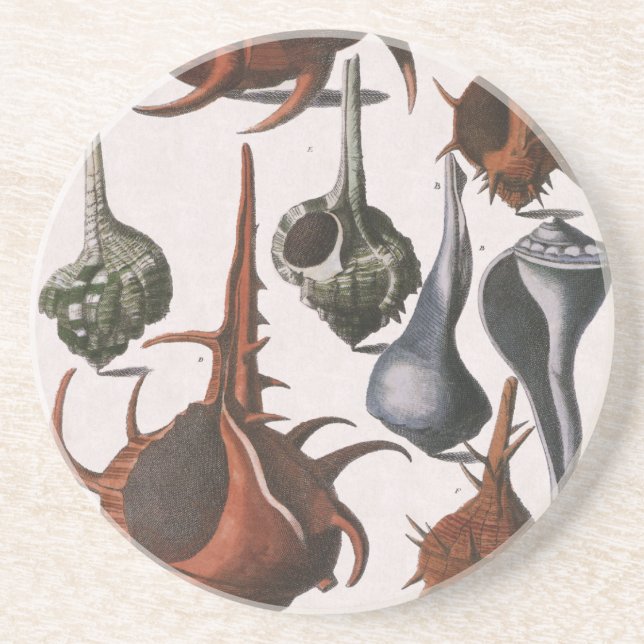 Seashells, Vintage Sea Shells, Ocean Marine Life Coaster (Front)