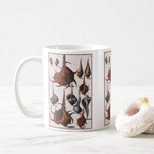 Seashells, Vintage Sea Shells, Ocean Marine Life Coffee Mug