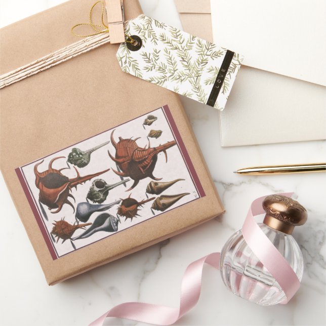 Seashells, Vintage Sea Shells, Ocean Marine Life Rectangular Sticker (Gifting)