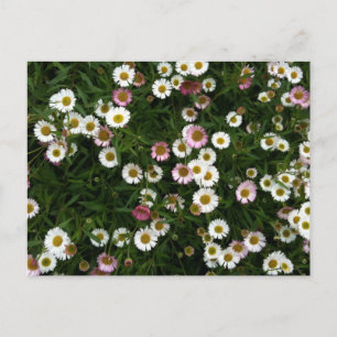 Seaside Daisies Postcard