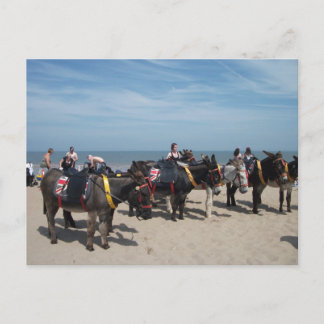 seaside donkeys postcard