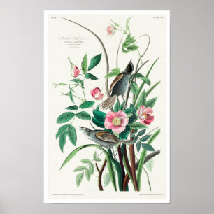 Seaside Finch by Audubon Poster
