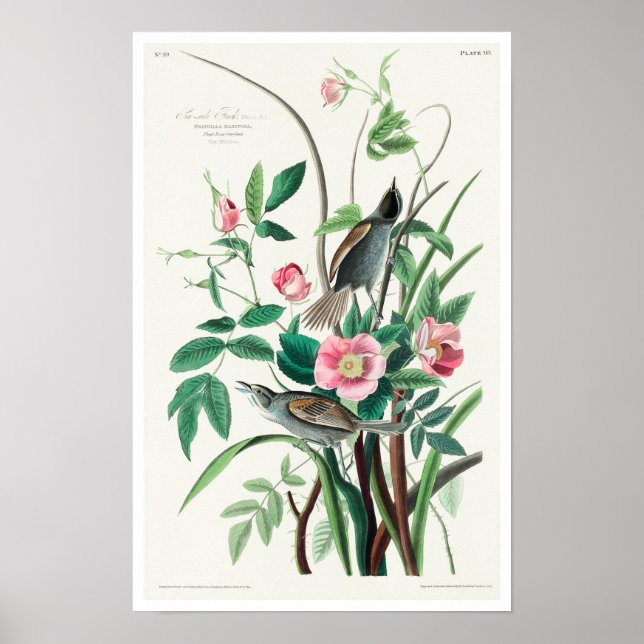 Seaside Finch by Audubon Poster (Front)