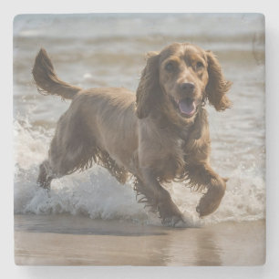 "Seaside Fun: A Cocker Spaniel Play in the Ocean Stone Coaster