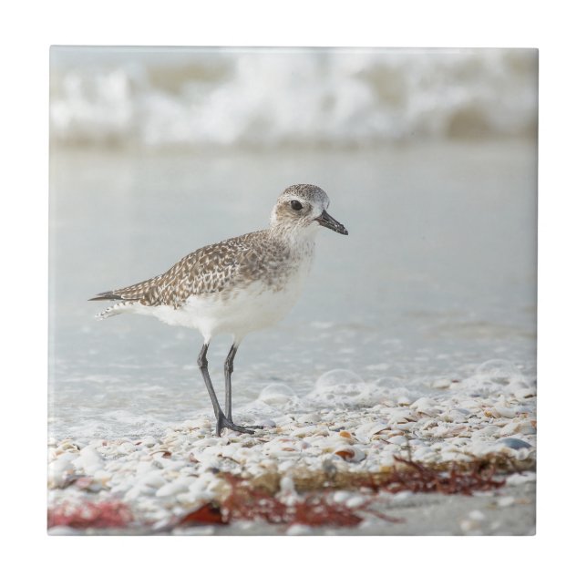 Seaside Plover Tile (Front)