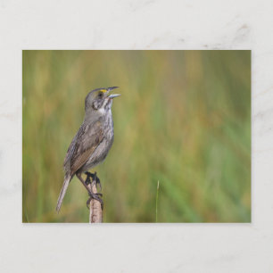 Seaside Sparrow Postcard