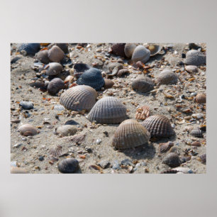 Seaside views - shells poster