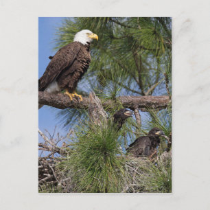 Season 6 E10, E11 & Harriet Post Card