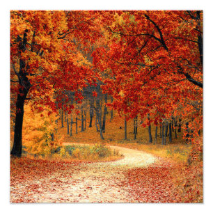 Seasonal colours of Autumn Photo Print