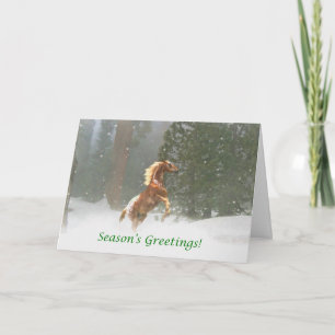 Season's Greetings Appaloosa Horse Holiday Card