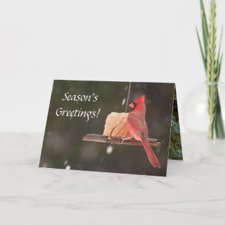 Season's Greetings! Christmas Cards