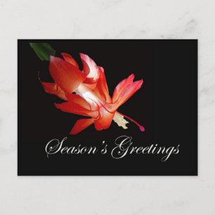 Season's Greetings Red Christmas Cactus Holiday Postcard