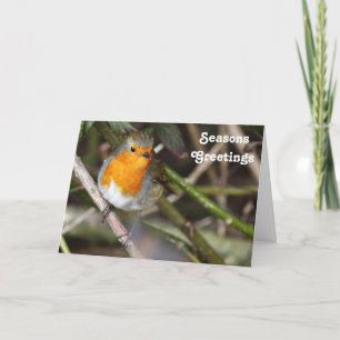 Seasons Greetings Robin Bird In Tree Holiday Card