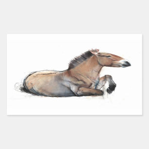 Seated Przewalski 2011 Rectangular Sticker