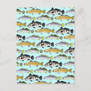 Seatrout and Drum Pattern in blue Postcard