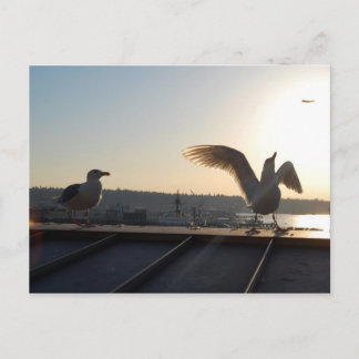 Seattle Seagulls Postcard