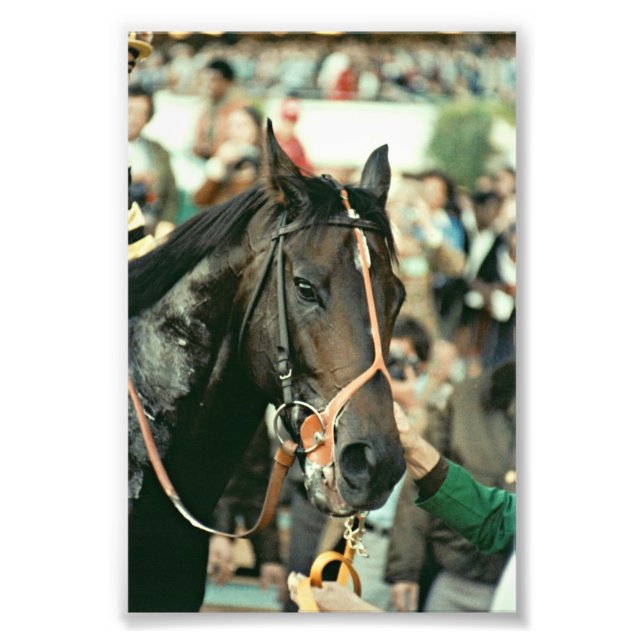 Seattle Slew Thoroughbred 1978 Photo Print (Front)