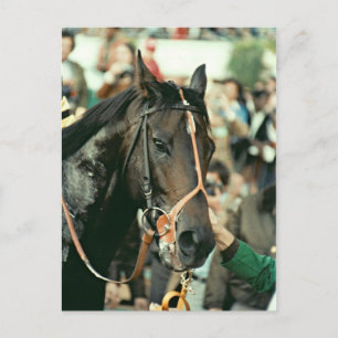 Seattle Slew Thoroughbred 1978 Postcard