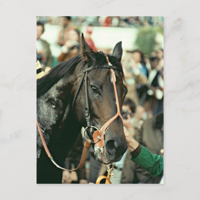 Seattle Slew Thoroughbred 1978 Postcard (Front)