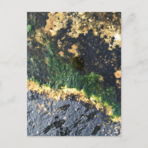 seawall seaweed maine postcard