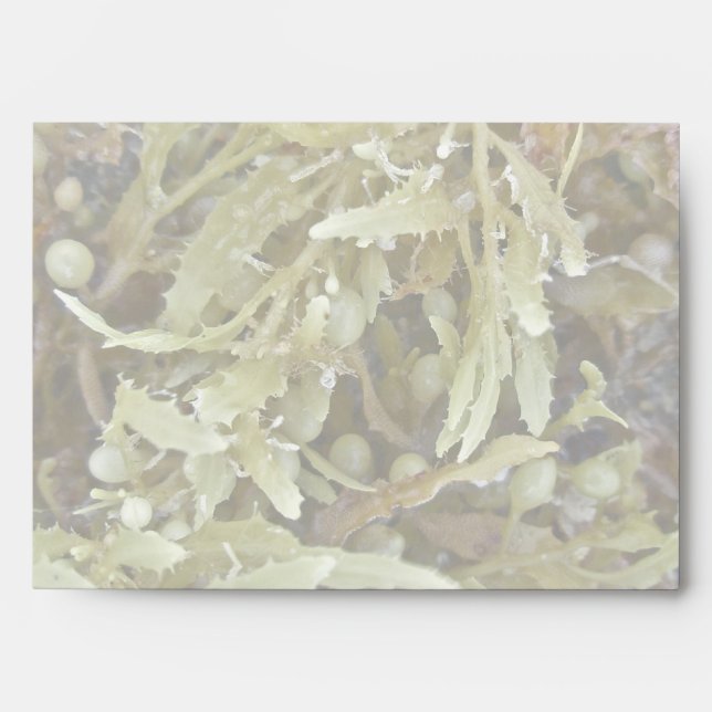 Seaweed Coordinating Items Envelope (Front)