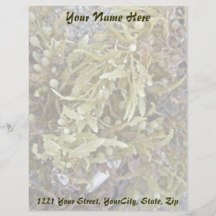 Seaweed Coordinating Items Letterhead Design