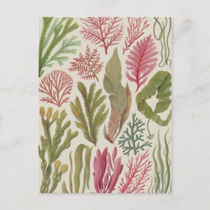 Seaweed Family Postcard