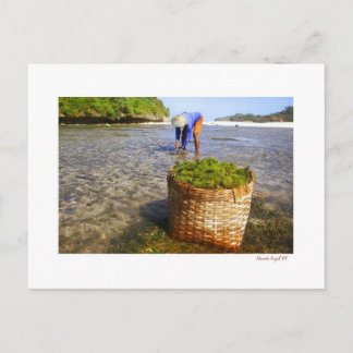 seaweed farmers postcard