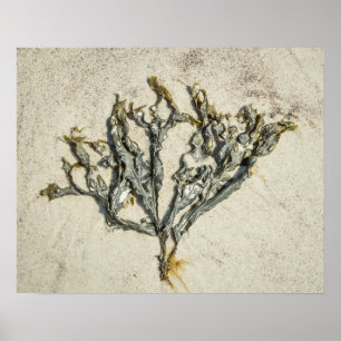 Seaweed on a Sandy Beach in Maine Poster