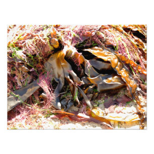 SEAWEED PHOTO PRINT