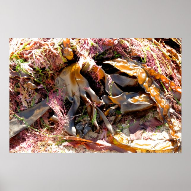 SEAWEED POSTER (Front)