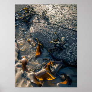 Seaweed Poster/Print Poster